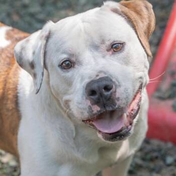 Cable -  Mixed Breed Dog for Adoption in Decatur, Georgia - Cable | PetCurious