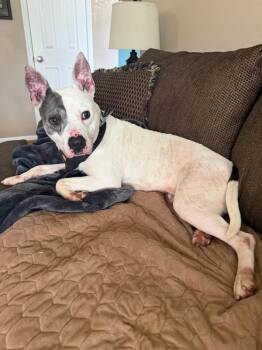 Cruella de Vil -  Mixed Breed Dog for Adoption in Cincinnati, Ohio - Cruella De Vil | PetCurious