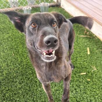 Ruckus -  Mixed Breed Dog for Adoption in New York, New York - Ruckus | PetCurious