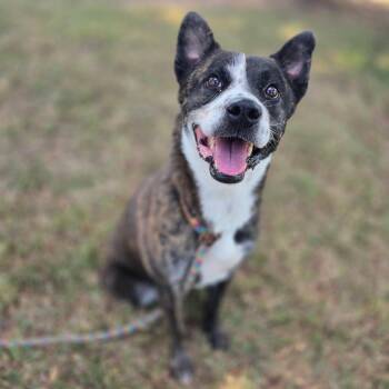Cattle Dog Dogs Available for Adoption - Vincent | PetCurious