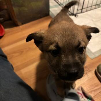 Rescue Mixed Breed Dogs for Adoption in Buffalo, Minnesota - Revlon | PetCurious