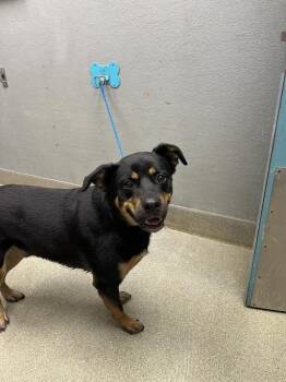 Rottweiler Dogs Available for Adoption in Las Vegas, Nevada - MUSA | PetCurious