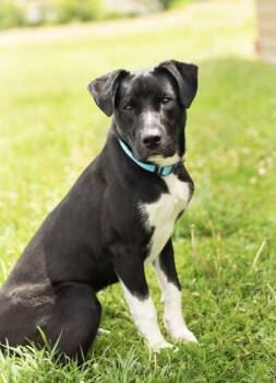 Arthur -  Mixed Breed Dog for Adoption in Hamilton, Ohio - Arthur | PetCurious