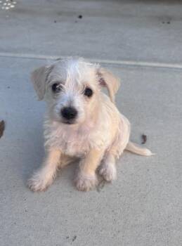 Payton -  Terrier Dog for Adoption in Los Angeles, California - Payton | PetCurious