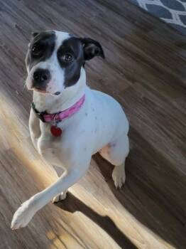 Daisy Duke -  Labrador Retriever and Pit Bull Terrier Dog for Adoption in Pocatello, Idaho - Daisy Duke | PetCurious