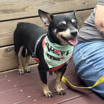 Buckaroo Benny -  Chihuahua and Mixed Breed Dog for Adoption in Abbotsford, British Columbia - Buckaroo Benny | PetCurious
