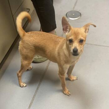 Mixed Breed Dogs Available for Adoption in Columbus, Georgia - Margot 4182 | PetCurious