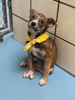 Jack Russell Terrier and Whippet Dogs Available for Adoption in Muskego, Wisconsin - Katniss The Mixed Breed Puppy | PetCurious