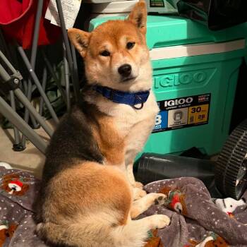 Zazu -  Shiba Inu and Mixed Breed Dog for Adoption in Dekalb, Illinois - Zazu | PetCurious