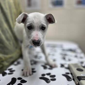 Retriever and Great Pyrenees Dogs Available for Adoption in Incline Village, Nevada - Glover | PetCurious