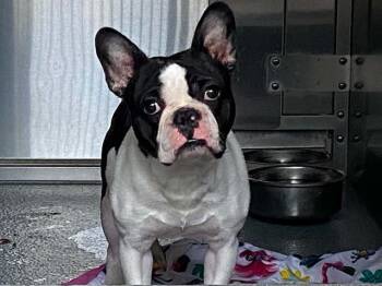LENNY -  French Bulldog Dog for Adoption in Tustin, California - LENNY | PetCurious