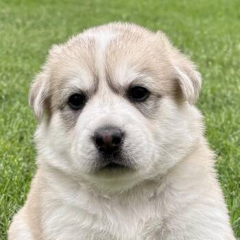 Great Pyrenees and Retriever Dogs Available for Adoption in Bulverde, Texas - Moses | PetCurious