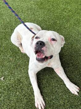 BLUEBERRY -  Pit Bull Terrier and Mixed Breed Dog for Adoption in Baytown, Texas - BLUEBERRY | PetCurious