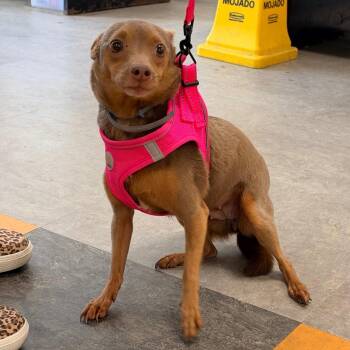 Rosanna -  Chihuahua and Mixed Breed Dog for Adoption in Philadelphia, Pennsylvania - Rosanna | PetCurious