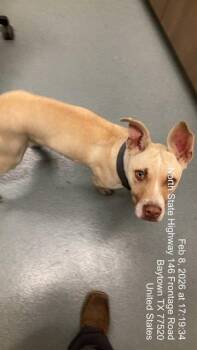 Pit Bull Terrier Dogs Available for Adoption - CODY | PetCurious