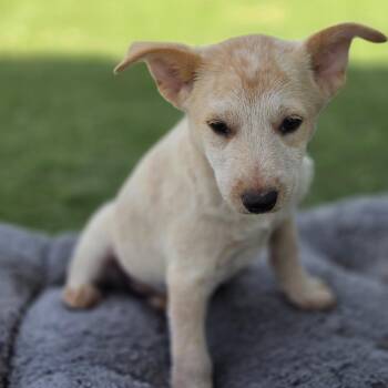 Maisey CI -  Australian Cattle Dog Blue Heeler and Mixed Breed Dog for Adoption in Austin, Texas - Maisey CI | PetCurious