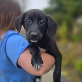 CT Billings avail Sep 26 -  Labrador Retriever and Great Pyrenees Dog for Adoption in Eastford, Connecticut - CT Billings Avail Sep 26 | PetCurious