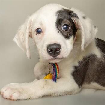 HOUNDSHARK -  Pointer and Mixed Breed Dog for Adoption in St. Louis, Missouri - HOUNDSHARK | PetCurious