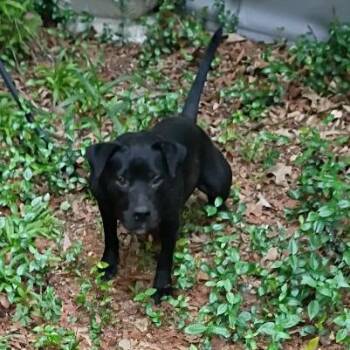 Mixed Breed Dogs Available for Adoption in Livingston, Texas - Panther | PetCurious