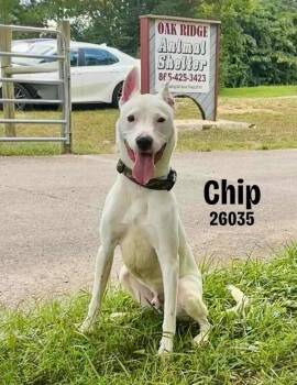 Rescue Bull Terrier Dogs for Adoption in Oak Ridge, Tennessee - Chip | PetCurious