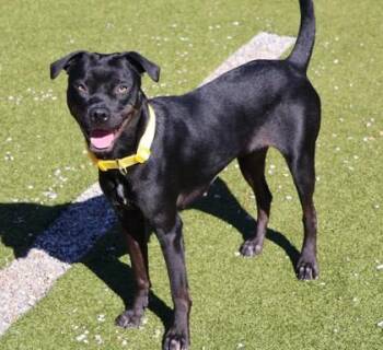 Rescue Mixed Breed Dogs for Adoption in Athens, Georgia - Moolah | PetCurious