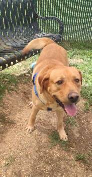 Leo -  Labrador Retriever Dog for Adoption in Middle Township, New Jersey - Leo | PetCurious