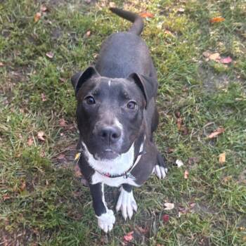 Ponyo -  Mixed Breed Dog for Adoption in East Hanover, New Jersey - Ponyo | PetCurious