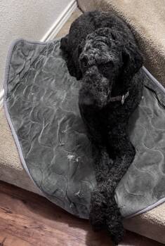 Rescue Standard Poodle and Mixed Breed Dogs for Adoption in Carrollton, Texas - Africa | PetCurious