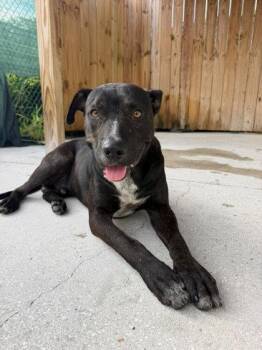 Bruno -  American Staffordshire Terrier and Mixed Breed Dog for Adoption in North Miami Beach, Florida - Bruno | PetCurious