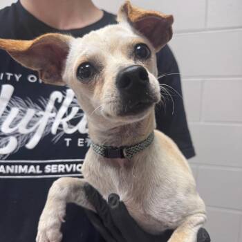 Walter -  Chihuahua Dog for Adoption in Lufkin, Texas - Walter | PetCurious