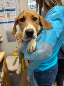 Rescue Beagle and Boxer Dogs for Adoption in Lovingston, Virginia - Malarkey | PetCurious