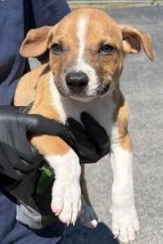 Thunder -  Mixed Breed Dog for Adoption in Maryville, Tennessee - Thunder | PetCurious