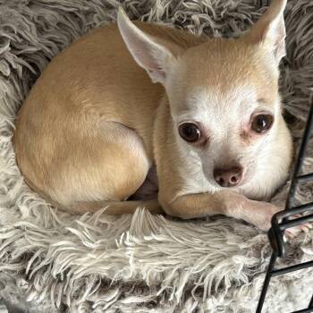 Chihuahua Dogs Available for Adoption - Archie | PetCurious