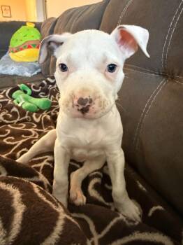 Lumpy Space Princess -  American Bulldog and American Staffordshire Terrier Dog for Adoption in Phoenix, Arizona - Lumpy Space Princess | PetCurious