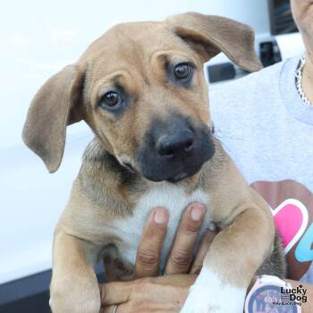 Afrodita -  Australian Cattle Dog Blue Heeler Dog for Adoption in Washington, District Of Columbia - Afrodita | PetCurious