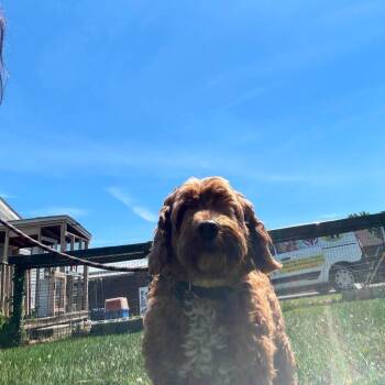 Billie -  Golden Retriever and Poodle Dog for Adoption in Pine Grove, Pennsylvania - Billie | PetCurious
