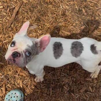 Amelia *Arriving 7/25* D11806 -  French Bulldog Dog for Adoption - Amelia *Arriving 7/25* D11806 | PetCurious