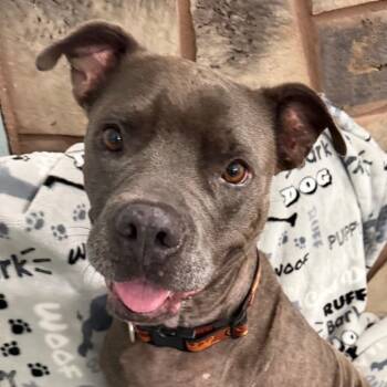 Jenny -  American Staffordshire Terrier Dog for Adoption in Sequatchie, Tennessee - Jenny | PetCurious