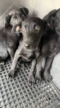 Mixed Breed Dogs Available for Adoption in Dallas, Texas - NOIR | PetCurious