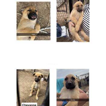 786 (2026) Bentley -  German Shepherd Dog and Great Pyrenees Dog for Adoption in Parker, Colorado - 786 (2026) Bentley | PetCurious
