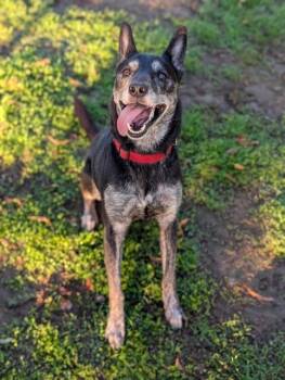 Rescue Australian Kelpie Dogs for Adoption in Sacramento, California - LADY | PetCurious