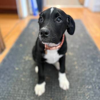 Rescue Saint Bernard and Standard Poodle Dogs for Adoption in Madison, Wisconsin - Cielo | PetCurious