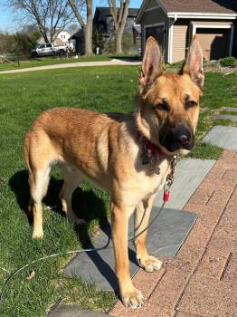 Red -  German Shepherd Dog Dog for Adoption in Elkhorn, Wisconsin - Red | PetCurious
