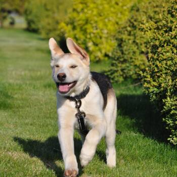 Rescue Husky and Shepherd Dogs for Adoption in Union Gap, Washington - Apollo | PetCurious