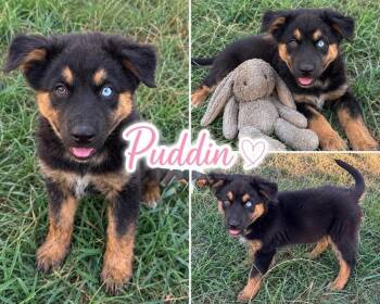Puddin -  Australian Shepherd Dog for Adoption in Zimmerman, Minnesota - Puddin | PetCurious