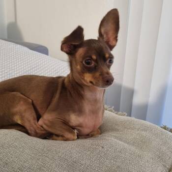 Junior -  Chihuahua and Mixed Breed Dog for Adoption in San Diego, California - Junior | PetCurious