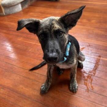 Ole -  Mixed Breed and None Dog for Adoption in Buffalo, Minnesota - Ole | PetCurious