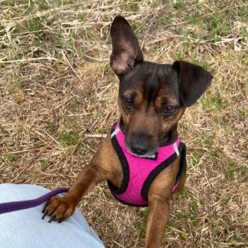 Rat Terrier Dogs Available for Adoption in Park Falls, Wisconsin - Peaches | PetCurious