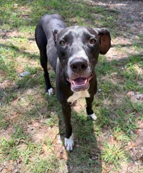 Dolly -  Great Dane Dog for Adoption in Little Rock, Arkansas - Dolly | PetCurious