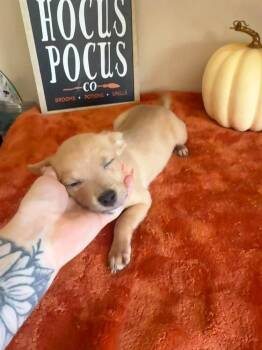 Oliver -  Chihuahua Dog for Adoption in Groveland, Massachusetts - Oliver | PetCurious